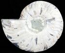 Polished Ammonite Fossil (Half) - Agatized #65005-1